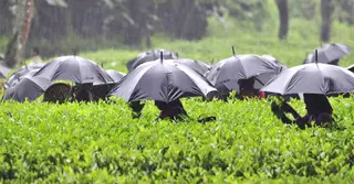 বৃহস্পতিবার সিলেট বিভাগে বৃষ্টির পূর্বাভাস